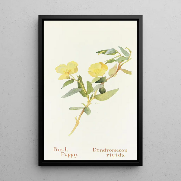 Poppy Shrub - Margaret Armstrong — framed artwork on a wall