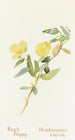 Poppy Shrub - Margaret Armstrong — artwork view