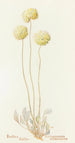 Boules de beurre - Margaret Armstrong — artwork view