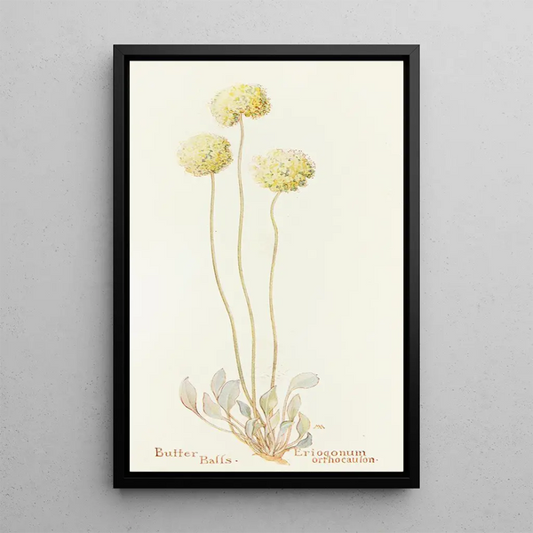 Boules de beurre - Margaret Armstrong — framed artwork on a wall