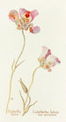 Tulip Butterfly Painting - Margaret Armstrong — artwork view