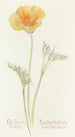 California Poppy Painting - Margaret Armstrong — artwork view