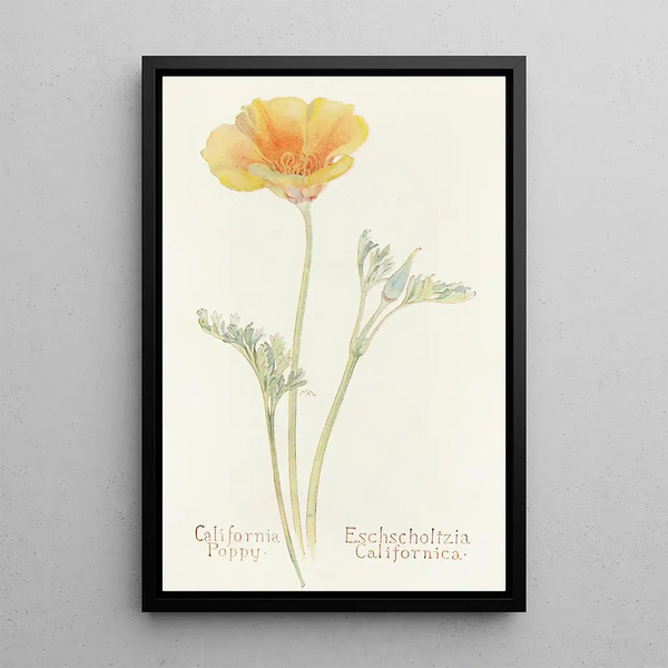 California Poppy Painting - Margaret Armstrong — framed artwork on a wall