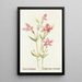 Canchalagua - Margaret Armstrong — framed artwork on a wall