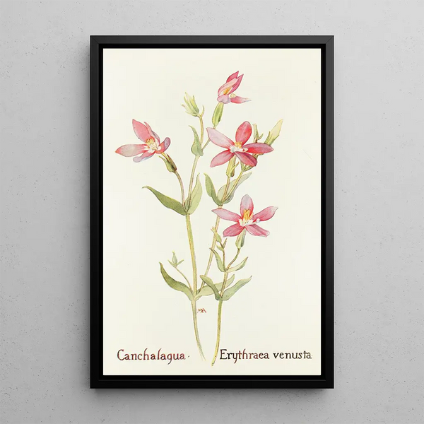 Canchalagua - Margaret Armstrong — framed artwork on a wall