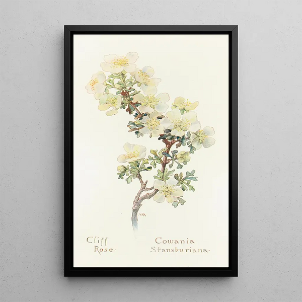 Rose des falaises - Margaret Armstrong — framed artwork on a wall