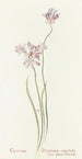 Covena - Margaret Armstrong — artwork view