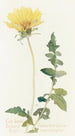 Balsamorhize à feuilles découpées - Margaret Armstrong — artwork view