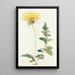 Balsamorhize à feuilles découpées - Margaret Armstrong — framed artwork on a wall