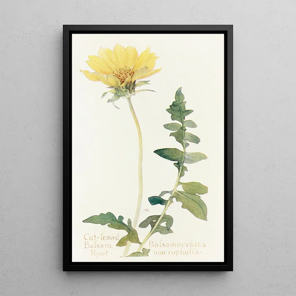 Balsamorhize à feuilles découpées - Margaret Armstrong — framed artwork on a wall