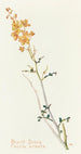 Séné du désert - Margaret Armstrong — artwork view
