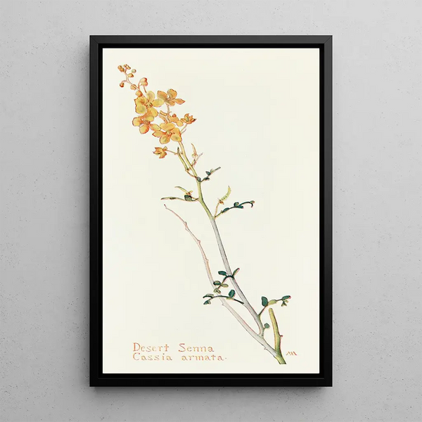 Séné du désert - Margaret Armstrong — framed artwork on a wall