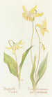 Erythrone - Margaret Armstrong — artwork view