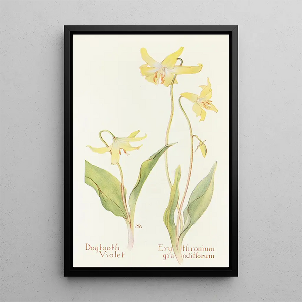 Erythrone - Margaret Armstrong — framed artwork on a wall