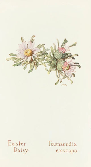 Margaret Armstrong - Easter Daisy.webp