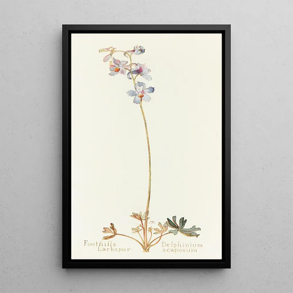 Delphinium of the foothills - Margaret Armstrong — framed artwork on a wall