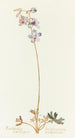 Delphinium of the foothills - Margaret Armstrong — artwork view