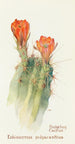Cactus Hedgehog - Margaret Armstrong — artwork view