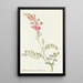 Hedysarum pabulare - Margaret Armstrong — framed artwork on a wall