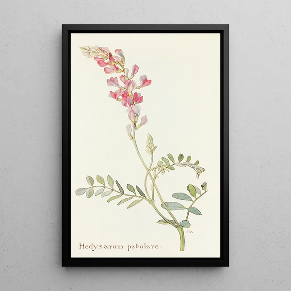 Hedysarum pabulare - Margaret Armstrong — framed artwork on a wall