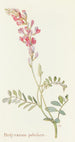 Hedysarum pabulare - Margaret Armstrong — artwork view