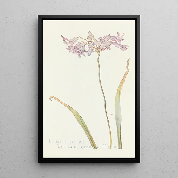 Indian Hyacinth Painting - Margaret Armstrong — framed artwork on a wall