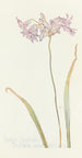 Indian Hyacinth Painting - Margaret Armstrong — artwork view