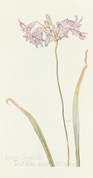 Margaret Armstrong - Indian Hyacinth.webp
