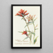 Castillleja - Margaret Armstrong — framed artwork on a wall
