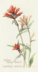 Castillleja - Margaret Armstrong — artwork view