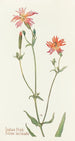 Indian Rose Painting - Margaret Armstrong — artwork view