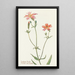 Indian Rose Painting - Margaret Armstrong — framed artwork on a wall