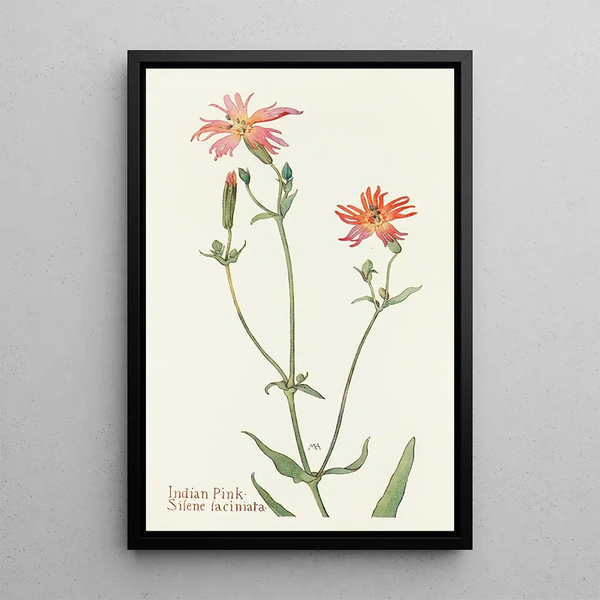 Indian Rose Painting - Margaret Armstrong — framed artwork on a wall
