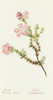 Gilia épineuse - Margaret Armstrong — artwork view