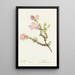 Gilia épineuse - Margaret Armstrong — framed artwork on a wall