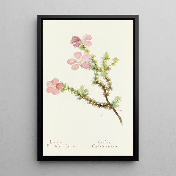 Gilia épineuse - Margaret Armstrong — framed artwork on a wall