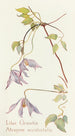 Clematis Lilac - Margaret Armstrong — artwork view