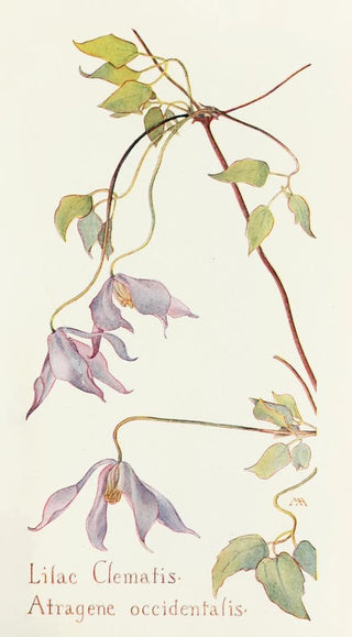 Margaret Armstrong - Lilac Clematis.webp