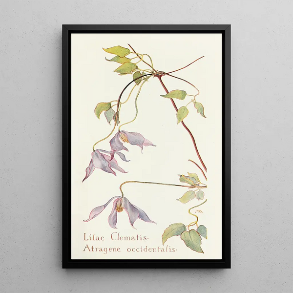 Clematis Lilac - Margaret Armstrong — framed artwork on a wall