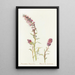 Mountain Phacelia - Margaret Armstrong — framed artwork on a wall