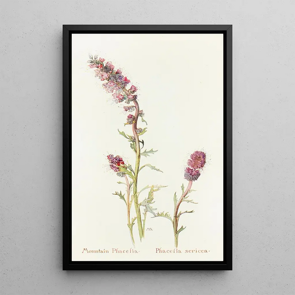 Mountain Phacelia - Margaret Armstrong — framed artwork on a wall