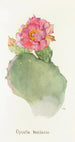 Opuntia basilaris - Margaret Armstrong — artwork view