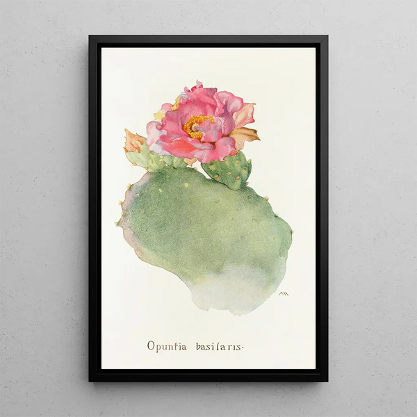 Opuntia basilaris - Margaret Armstrong — framed artwork on a wall