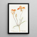 Tulip mariposa orange - Margaret Armstrong — framed artwork on a wall