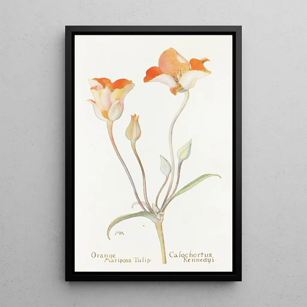 Tulip mariposa orange - Margaret Armstrong — framed artwork on a wall