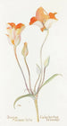 Tulip mariposa orange - Margaret Armstrong — artwork view