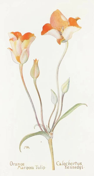 Margaret Armstrong - Orange Mariposa Tulip.webp