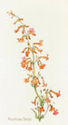 Penstemon Parryi - Margaret Armstrong — artwork view