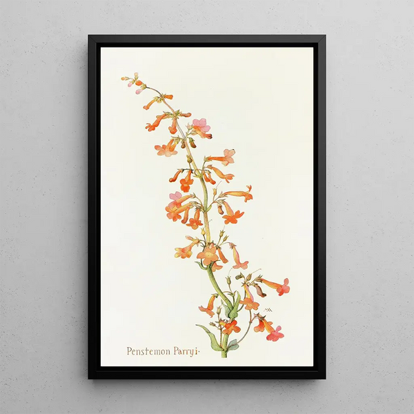 Penstemon Parryi - Margaret Armstrong — framed artwork on a wall