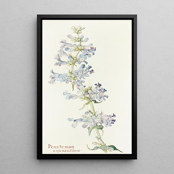 Penstemon cyananthus - Margaret Armstrong — framed artwork on a wall